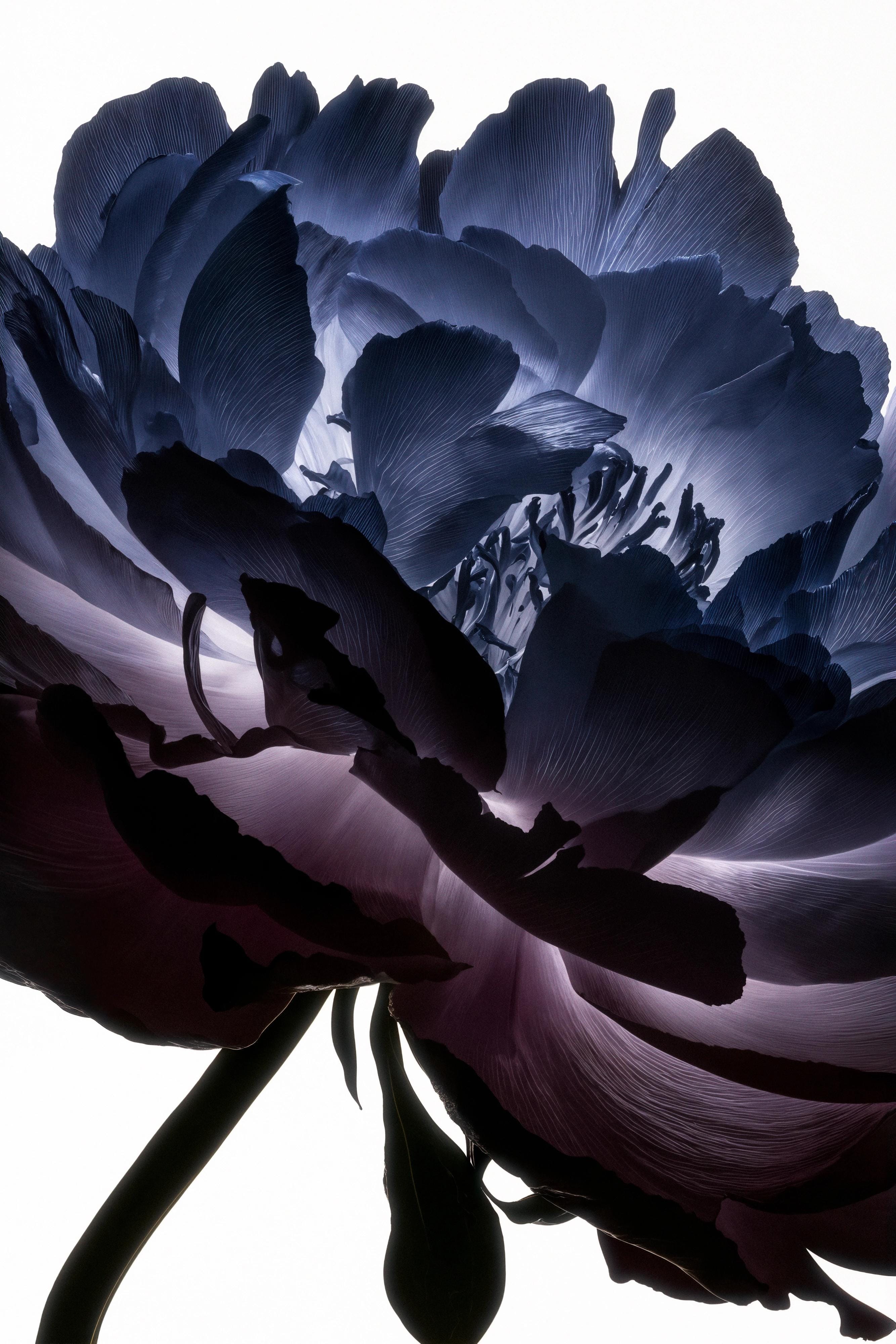Blue-violet flower photographed from below with translucent petals glowing against white.